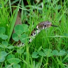 grass snake